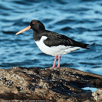Buy canvas prints of Oystercatcher: The Graceful Aquatic Bird by Tom McPherson