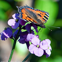 Buy canvas prints of Small tortoiseshell butterfly by Tom McPherson