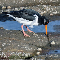 Buy canvas prints of Oystercatcher in rock pools by Tom McPherson