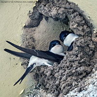 Buy canvas prints of House Martins Nesting  by Tom McPherson