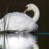 Buy canvas prints of Graceful Swan Gliding on Tranquil Loch of Blairs by Tom McPherson