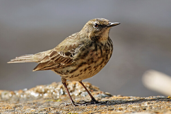 Rugged Rock Pipit Picture Board by Tom McPherson