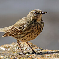 Buy canvas prints of Rugged Rock Pipit by Tom McPherson