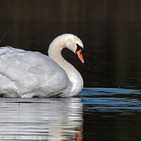 Buy canvas prints of Sunrise portrait of a Mute Swan at Loch Blairs by Tom McPherson