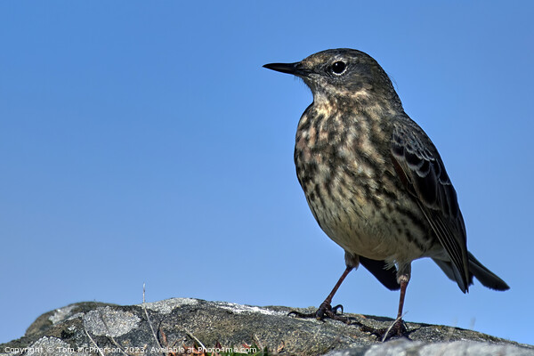 Serene Rock Pipit on Coastal Rock Picture Board by Tom McPherson