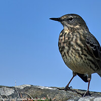 Buy canvas prints of Serene Rock Pipit on Coastal Rock by Tom McPherson