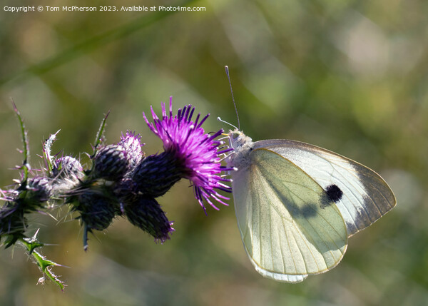 Cabbage White Butterfly Picture Board by Tom McPherson