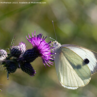 Buy canvas prints of Cabbage White Butterfly by Tom McPherson