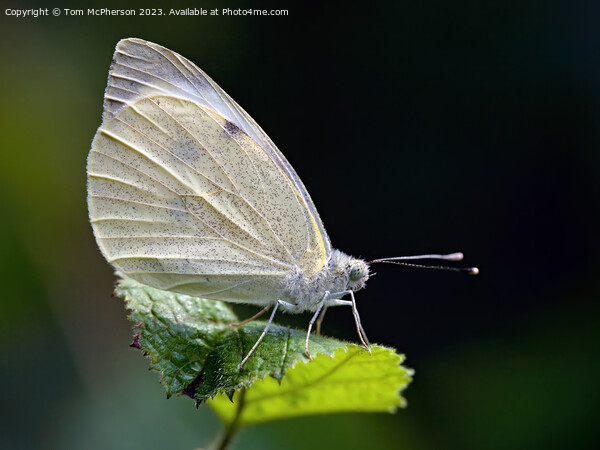 Fragrant Cabbage White Butterfly Picture Board by Tom McPherson