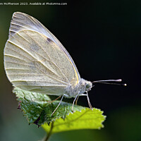 Buy canvas prints of Fragrant Cabbage White Butterfly by Tom McPherson