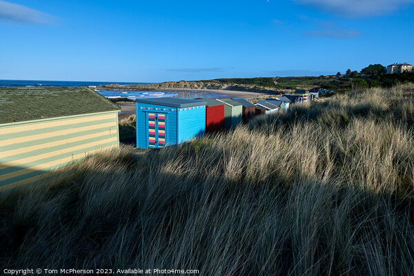 Hopeman Beach Huts from rear Picture Board by Tom McPherson