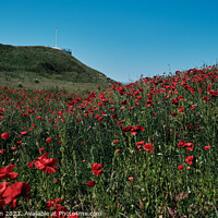 Buy canvas prints of Field of Poppies at Burghead by Tom McPherson