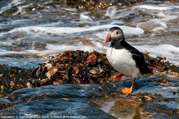 The Adorable Atlantic Puffin Picture Board by Tom McPherson