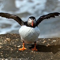 Buy canvas prints of Cheeky Puffin Fishing by Tom McPherson