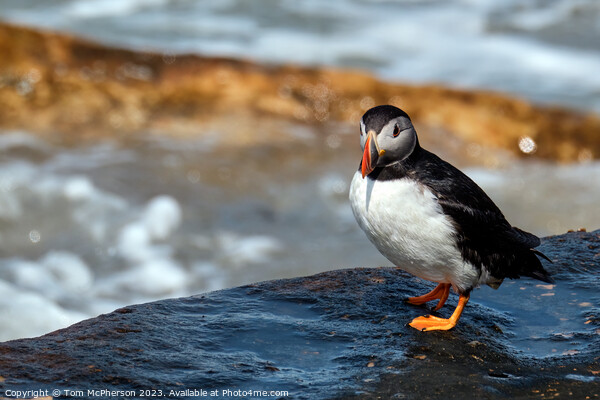 Charming Puffin Close-Up Picture Board by Tom McPherson