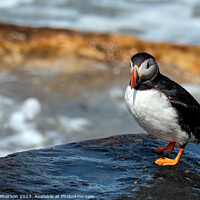 Buy canvas prints of Charming Puffin Close-Up by Tom McPherson