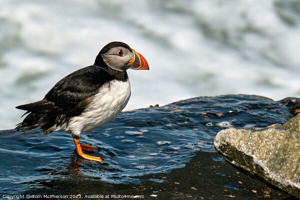 The Comical Atlantic Puffin Picture Board by Tom McPherson