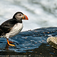 Buy canvas prints of The Comical Atlantic Puffin by Tom McPherson