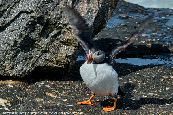 Puffin Perched on Burghead Shore Picture Board by Tom McPherson