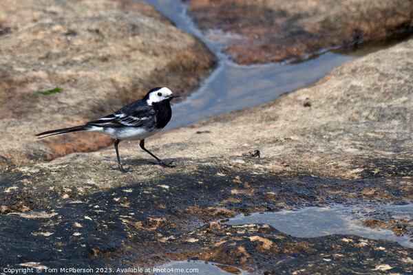  Pied Wagtail at Burghead Back-Shore Picture Board by Tom McPherson