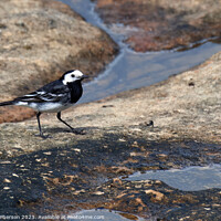 Buy canvas prints of  Pied Wagtail at Burghead Back-Shore by Tom McPherson