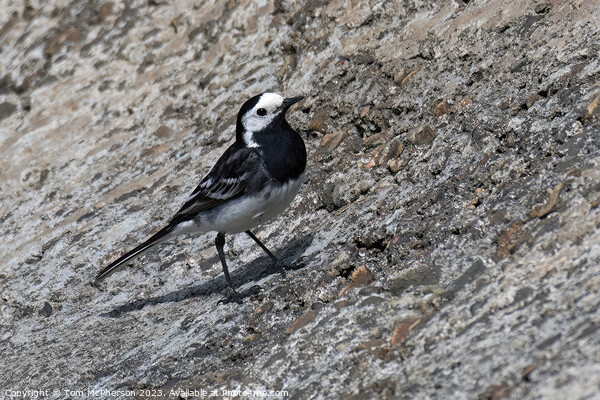 Striking Black and White Pied Wagtail Picture Board by Tom McPherson