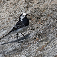 Buy canvas prints of Striking Black and White Pied Wagtail by Tom McPherson