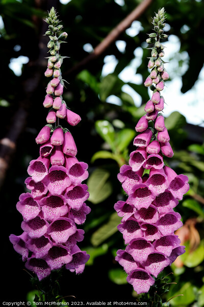 Enchanting Foxgloves Under the Spell of Nature Picture Board by Tom McPherson