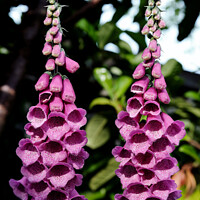 Buy canvas prints of Enchanting Foxgloves Under the Spell of Nature by Tom McPherson