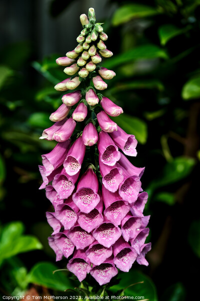 Enchanting Dangers: Foxgloves Revealed Picture Board by Tom McPherson