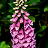 Buy canvas prints of Enchanting Dangers: Foxgloves Revealed by Tom McPherson