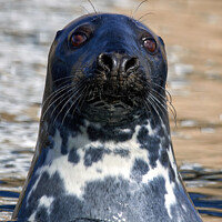 Buy canvas prints of Serene Grey Seal in Burghead Harbour by Tom McPherson