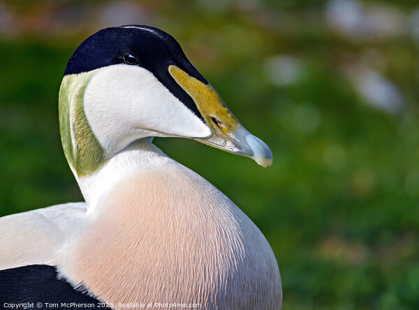 Vibrant Close-Up of a Common Eider Duck Picture Board by Tom McPherson