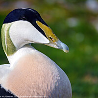 Buy canvas prints of Vibrant Close-Up of a Common Eider Duck by Tom McPherson
