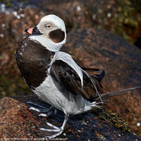 Buy canvas prints of Graceful Long-Tailed Duck by Tom McPherson