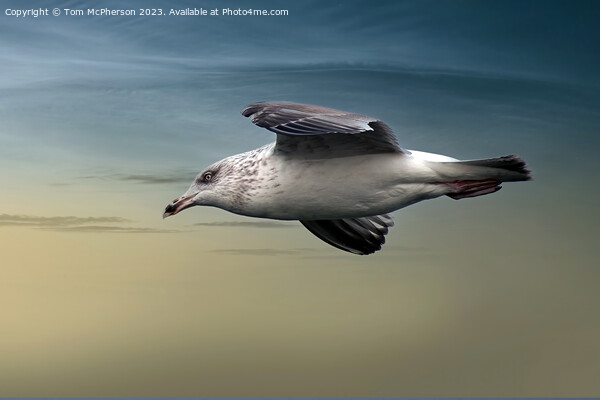 Gull in Flight Picture Board by Tom McPherson