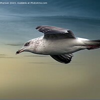 Buy canvas prints of Gull in Flight by Tom McPherson