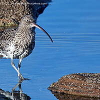 Buy canvas prints of Serene Curlew in the Rock Pool by Tom McPherson