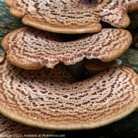 Buy canvas prints of The Edible Hat Dryads Saddle by Tom McPherson