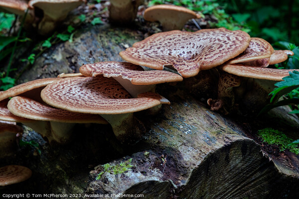 The Rusty Beauty of Dryads Saddle Mushroom Picture Board by Tom McPherson