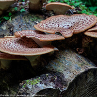 Buy canvas prints of The Rusty Beauty of Dryads Saddle Mushroom by Tom McPherson