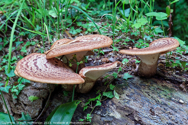 The Mythical Mushroom, The Dryads Saddle Picture Board by Tom McPherson