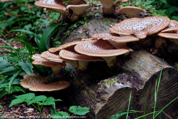 Mystical Mushroom, The Dryads Saddle Picture Board by Tom McPherson