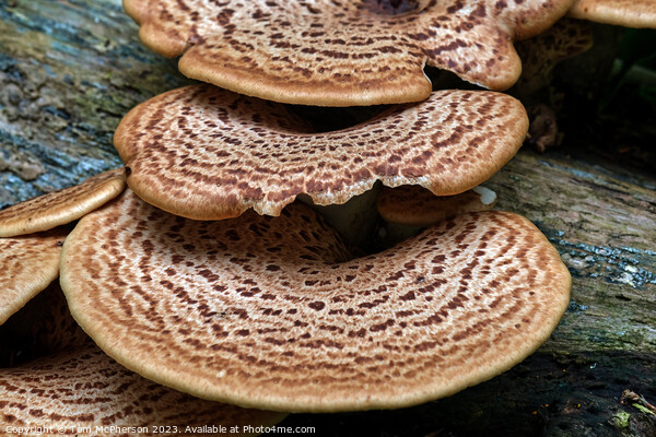 Dryads Saddle Mushroom Picture Board by Tom McPherson