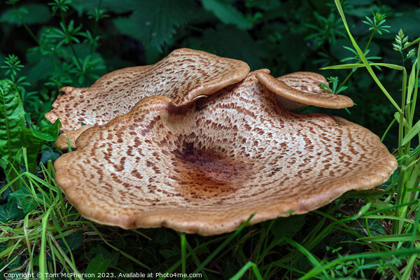 Enchanting Dryads Saddle Mushroom Picture Board by Tom McPherson