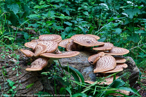 Mushroom Dryads Saddle Picture Board by Tom McPherson
