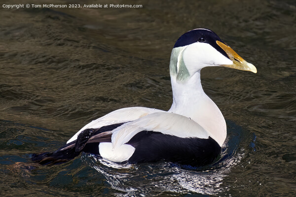 Graceful Avian Ballet Common Eider Male Picture Board by Tom McPherson