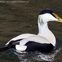 Buy canvas prints of Graceful Avian Ballet Common Eider Male by Tom McPherson