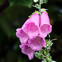 Buy canvas prints of Enchanting Foxglove: A Whimsical Tapestry of Colou by Tom McPherson