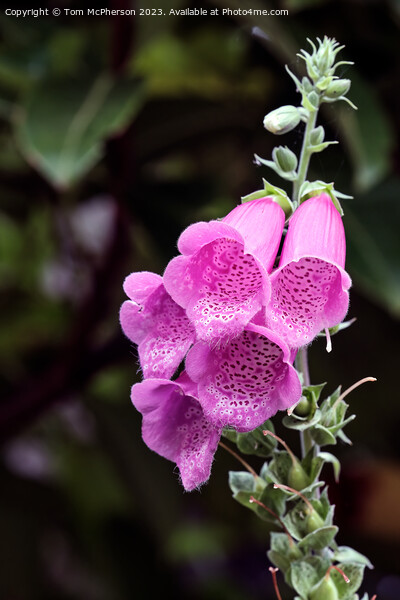 Enchanting Foxglove: A Wildflower Symphony Picture Board by Tom McPherson